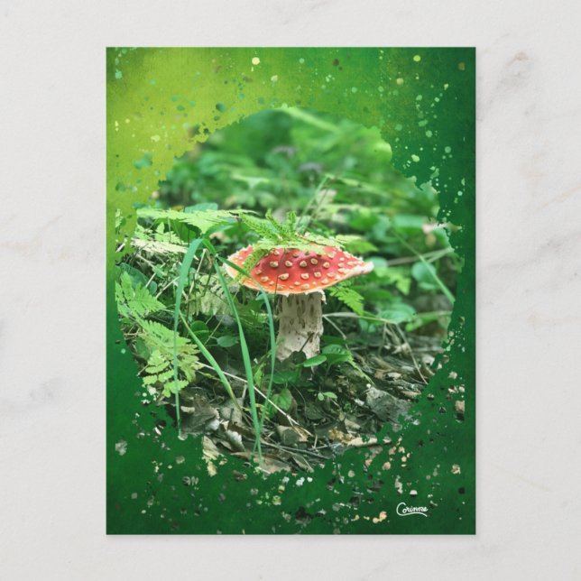 Fly Agaric - Postcard (Front)