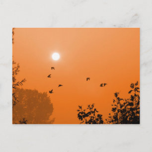 Fly at dawn Postcard