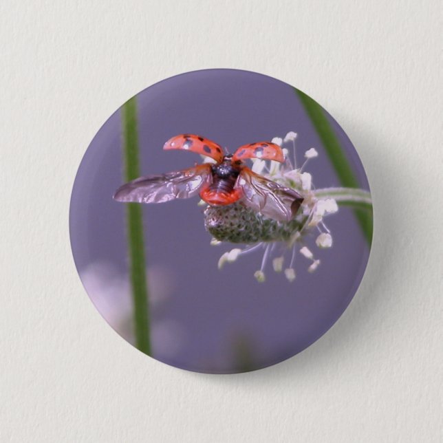 Fly away home 6 cm round badge (Front)
