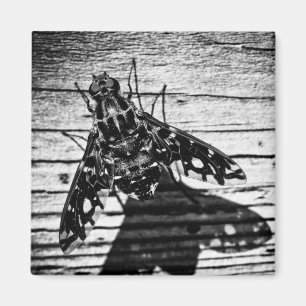 fly back magnet