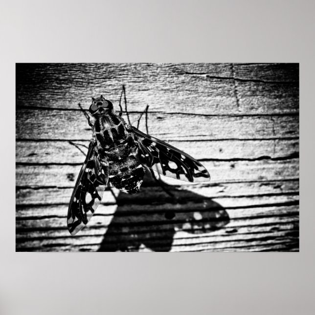 fly back poster (Front)