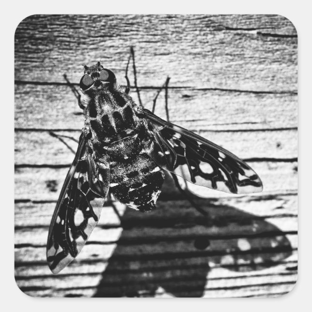 fly back square sticker (Front)