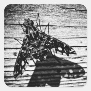 fly back square sticker