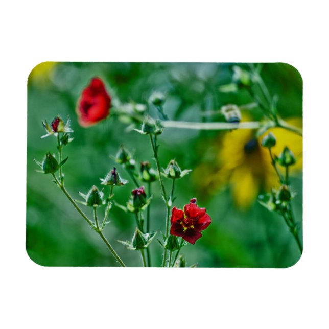 Fly-By in the Garden Magnet (Horizontal)