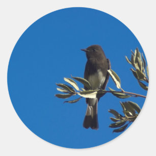 Fly Catcher Classic Round Sticker