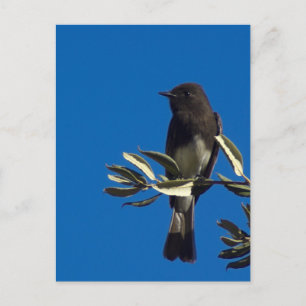 Fly Catcher Postcard