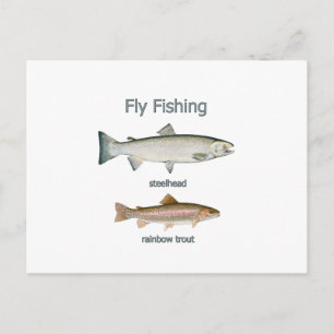 Fly Fishing Rainbow Trout - Steelhead Postcard