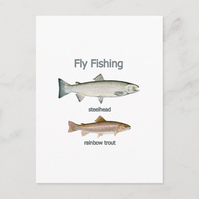 Fly Fishing Rainbow Trout - Steelhead Postcard (Front)