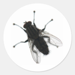 Fly insect classic round sticker