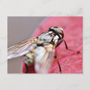 Fly Insect Postcard