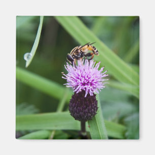 Fly magnet