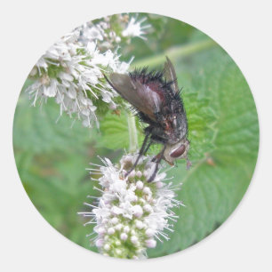 Fly on Mint (Tachinini juriniopsis) Series Classic Round Sticker