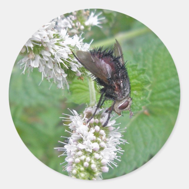Fly on Mint (Tachinini  juriniopsis) Series Classic Round Sticker (Front)