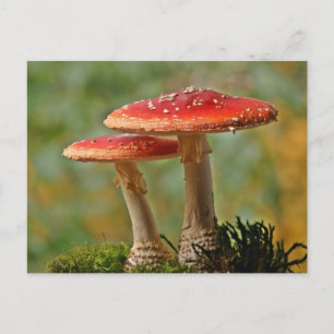 fly postcard