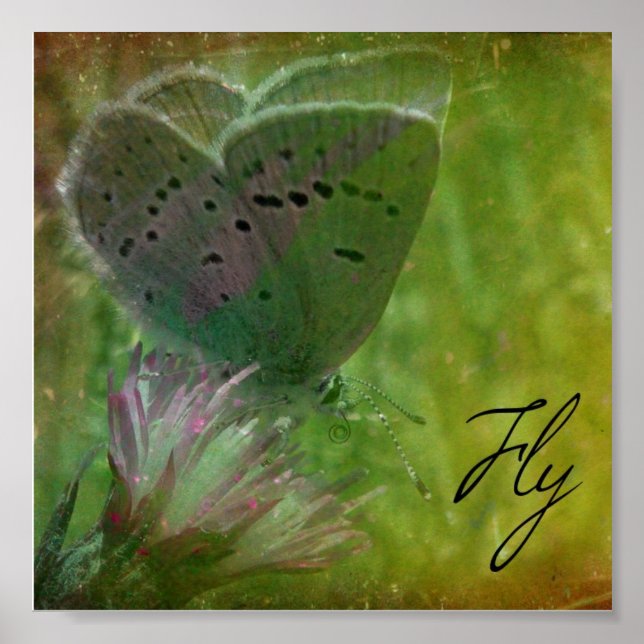 Fly Poster (Front)