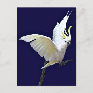 Fly with me postcard