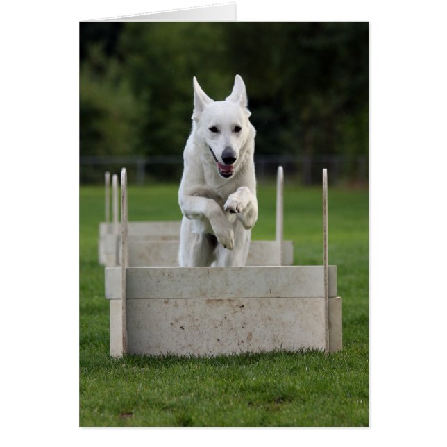 flyball (Front)