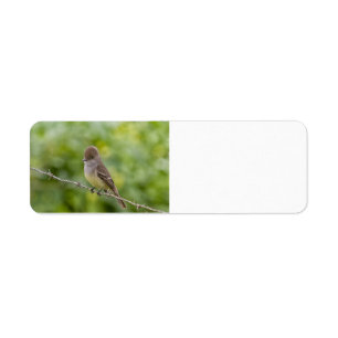 Flycatcher
