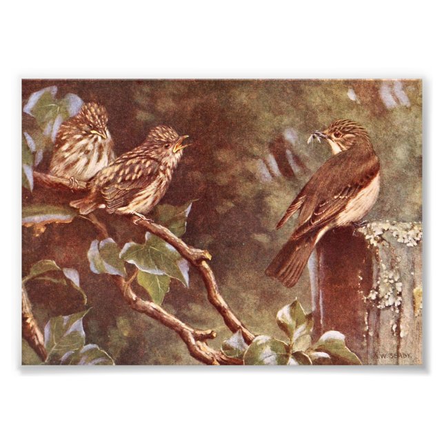 Flycatcher and Young Photo Print (Front)