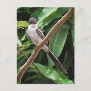 Flycatcher Bird Postcard