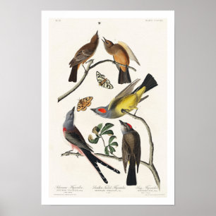 Flycatcher by Audubon Poster