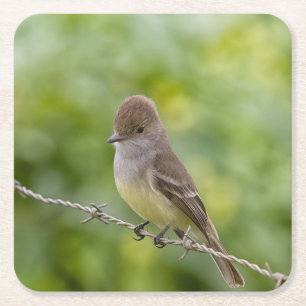 Flycatcher Square Paper Coaster