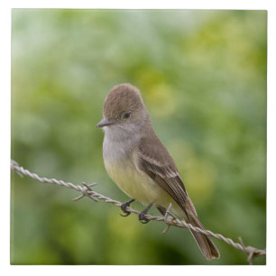 Flycatcher Tile