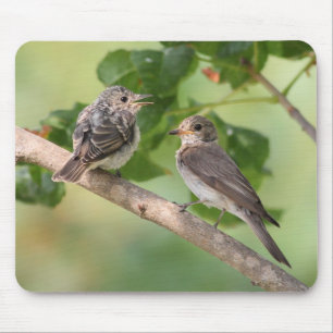 Flycatchers Mouse Mat