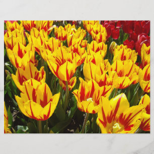 Flyer Paper Tulip Flowers Add Your Text Tulips