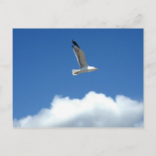 Flying Alone Postcard