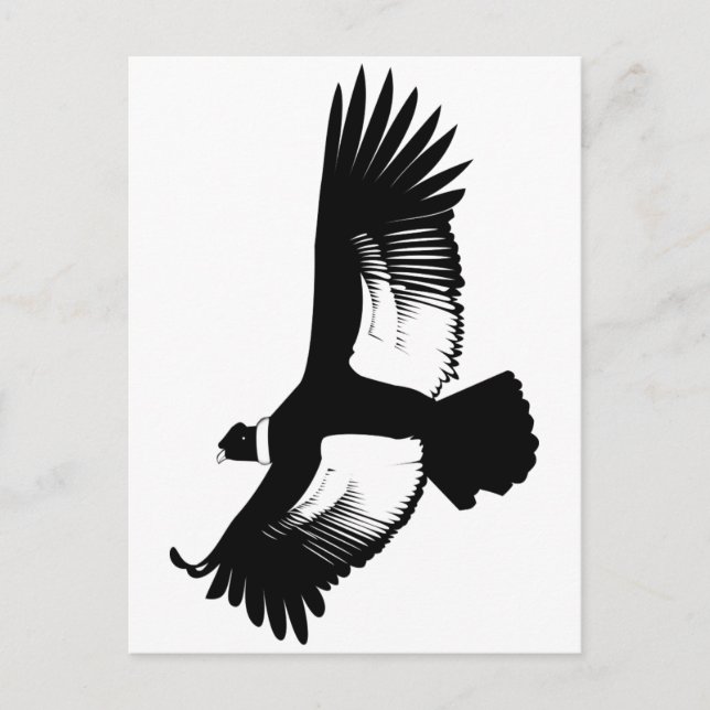 Flying Andean Condor Postcard (Front)