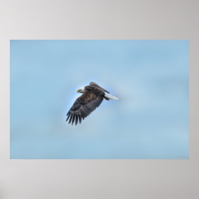 Flying Bald Eagle and Clouds Wildlife Photo Poster (Front)