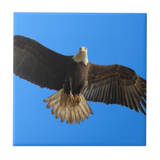 Flying Bald Eagle on Blue Wildlife Gift Tile (Front)