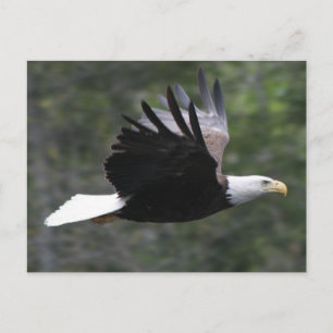 Flying Bald Eagle Postcard