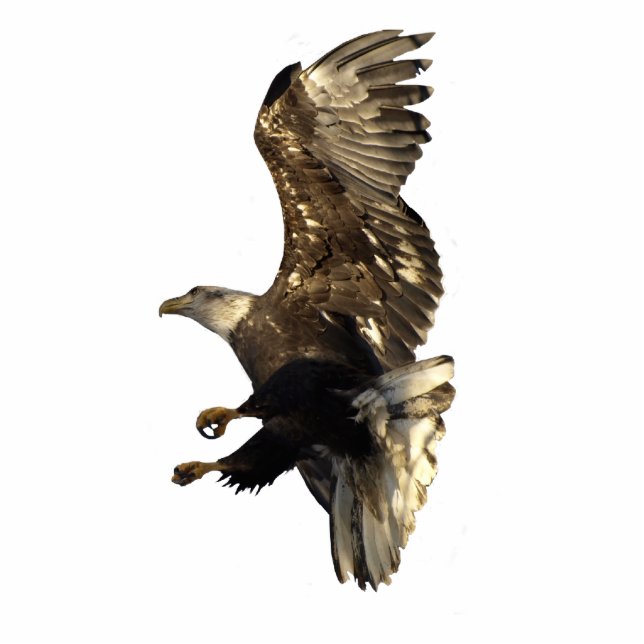 FLYING BALD EAGLE Sculpted Magnet Photo Sculpture Magnet (Front)