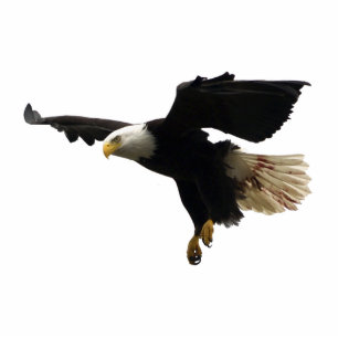 FLYING BALD EAGLE(sculpted) Magnet Photo Sculpture Magnet