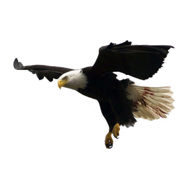 FLYING BALD EAGLE(sculpted) Magnet Photo Sculpture Magnet (Front)