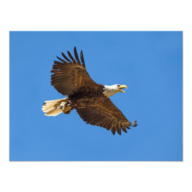 Flying Bald Eagle with Fish Photo Print (Front)
