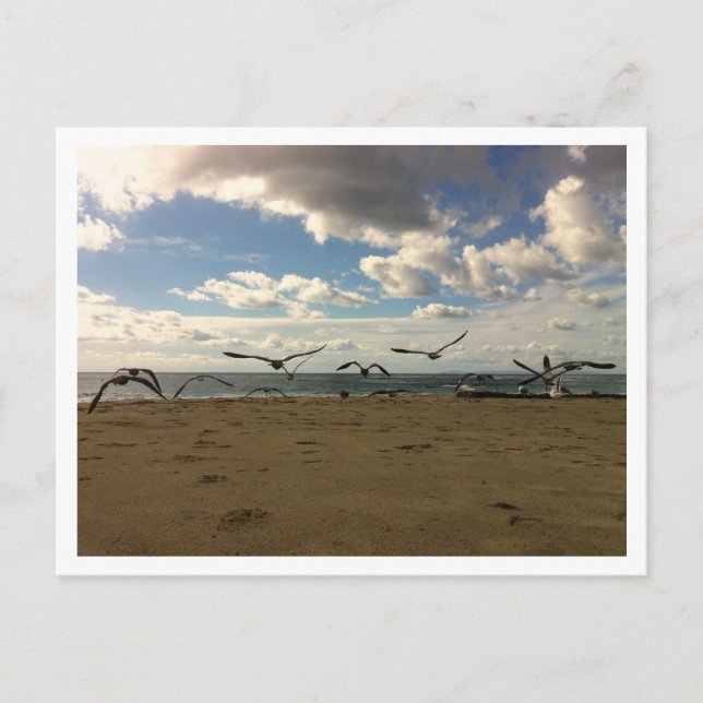 Flying Birds Postcard (Front)