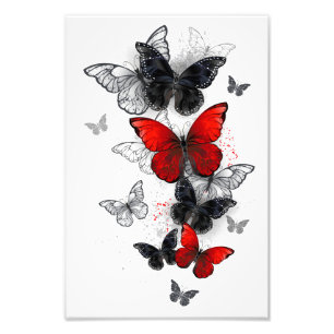 Flying Black and Red Morpho Butterflies Photo Print