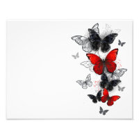 Flying Black and Red Morpho Butterflies