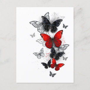 Flying Black and Red Morpho Butterflies Postcard