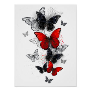 Flying Black and Red Morpho Butterflies Poster