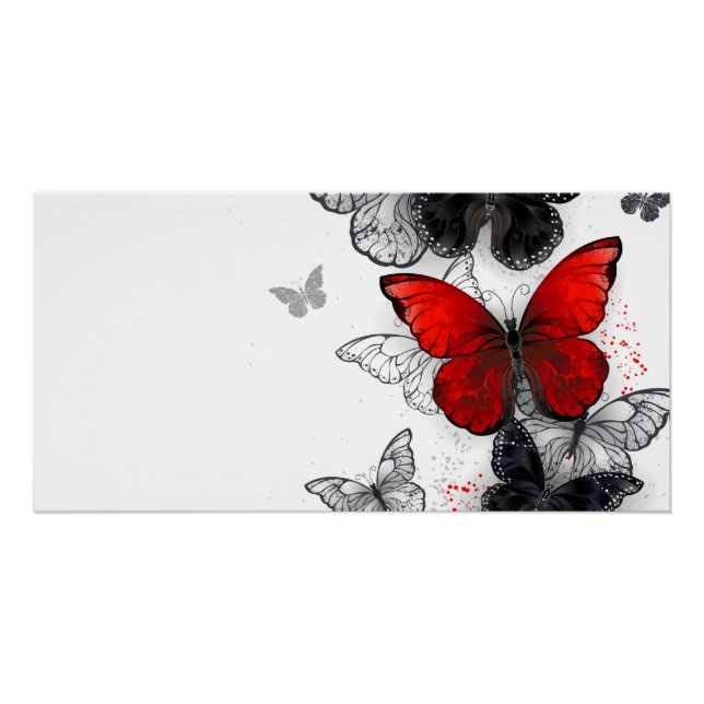 Flying Black and Red Morpho Butterflies Poster (Front)