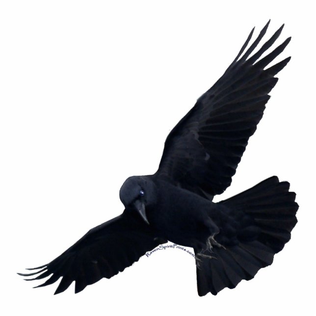 FLYING BLACK RAVEN (sculpted) Magnet Photo Sculpture Magnet (Front)