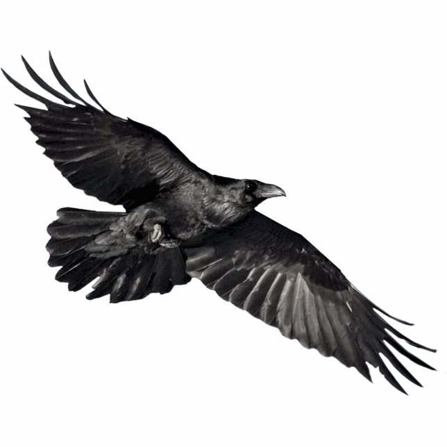 FLYING BLACK RAVEN (sculpted) Magnet Photo Sculpture Magnet (Front)