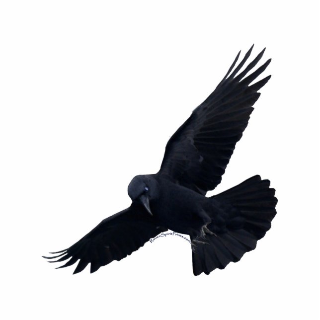 FLYING BLACK RAVEN (sculpted) Magnet Photo Sculpture Magnet (Front)