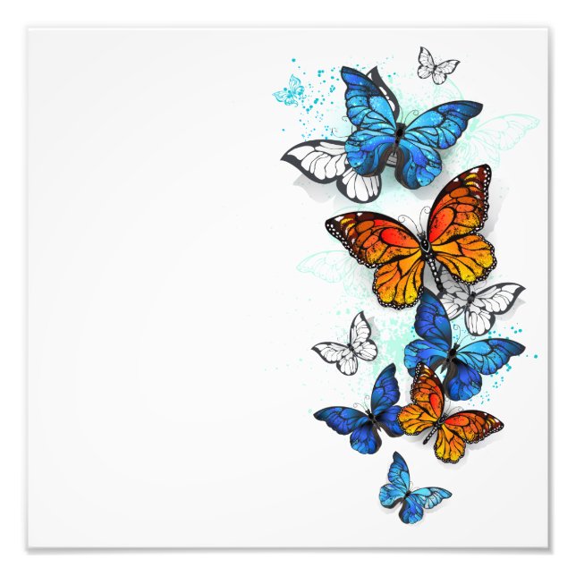Flying Butterflies Morpho and Monarch Photo Print (Front)