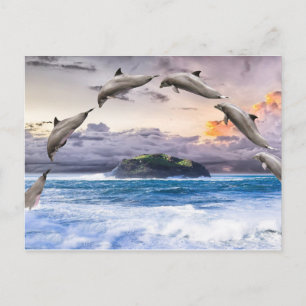 Flying Dolphins Postcard