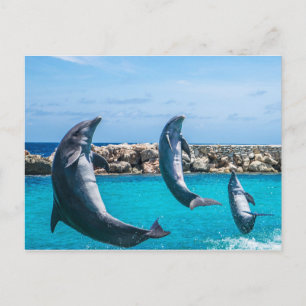 Flying Dolphins Postcard